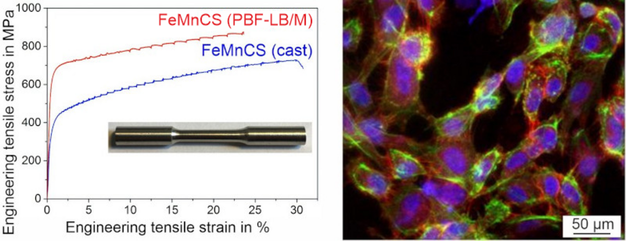 Left side shows engineering tensile stress-strain curves for PBF-LB/M-processed and cast FeMnCS with an inserted image of tensile test specimen, right side shows confocal laser scanning microscopy image of endothelial cells on FeMnCS stent structure with fluorescence staining of cytoskeleton in green, nuclei in blue and membrane protein in red.