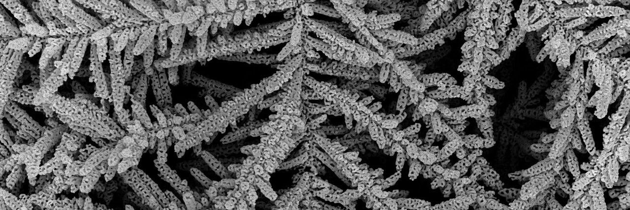 Nanoporous gold dendritic structures resembling a Christmas tree with branched porous pattern.