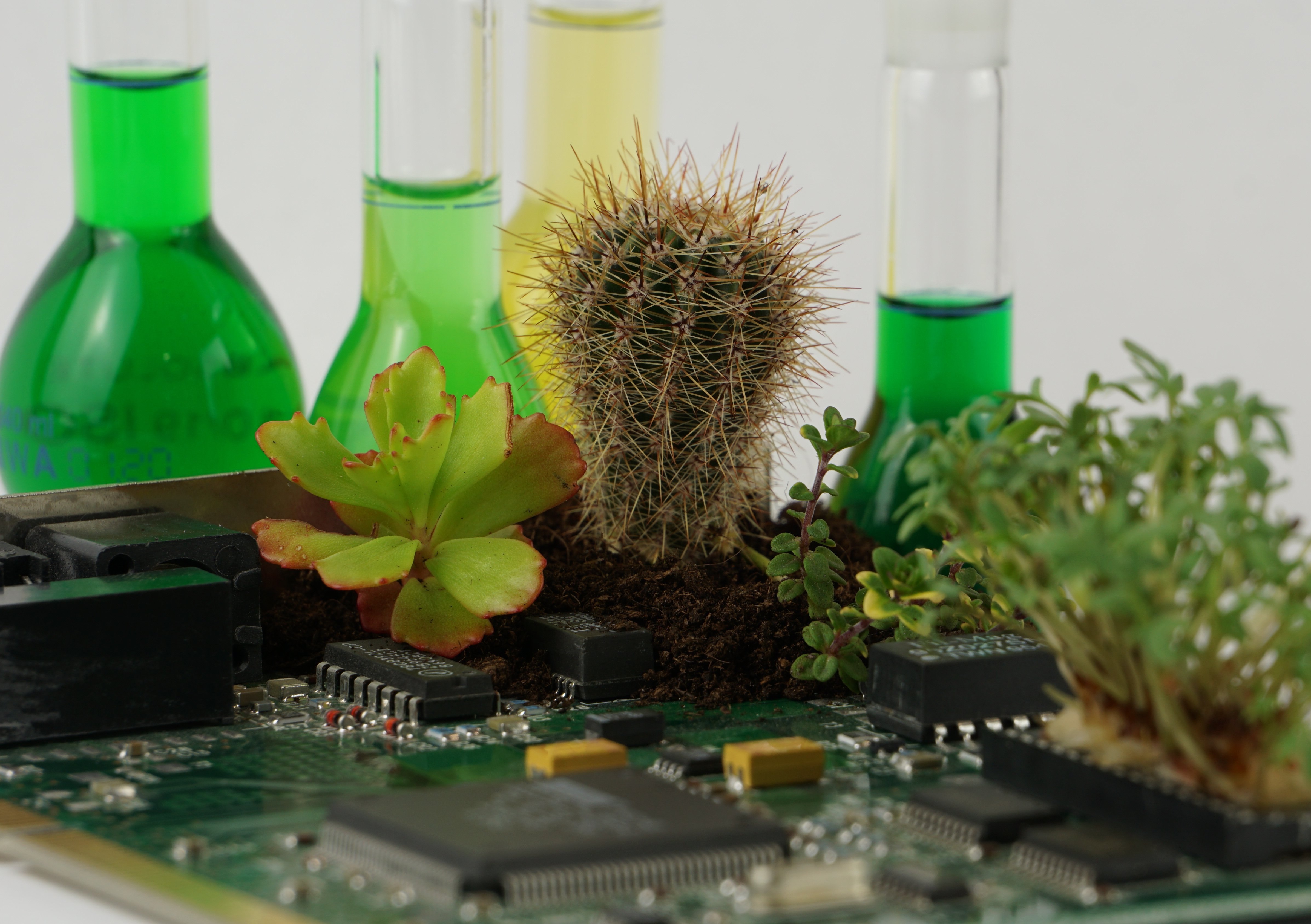 Green plants and a cactus growing on a computer chip in front of glass containers with green and yellow liquid.